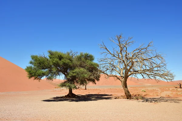 Parc national Namib-Naukluft, Namibie, Afrique — Photo