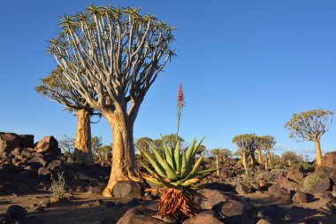 Agav bitki ve titreme ağaçlar, Namibya, Afrika