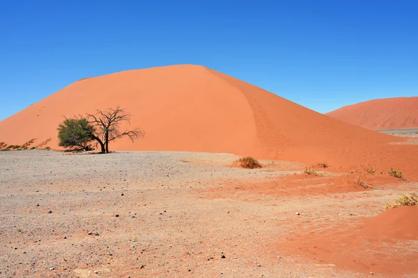 Sossusvlei Namibia Africa — Stock Photo, Image