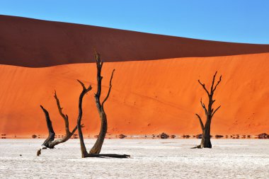 Deadvlei, Sossusvlei. Namibya