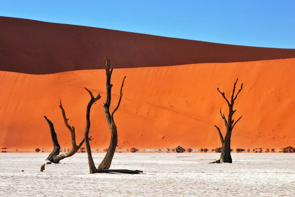 Deadvlei, Sossusvlei 나미비아 — 스톡 사진