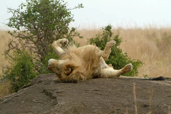 Yalnız Aslan Kayanın Üzerinde Dinleniyor Masai Mara Ulusal Parkı Kenya — Stok fotoğraf