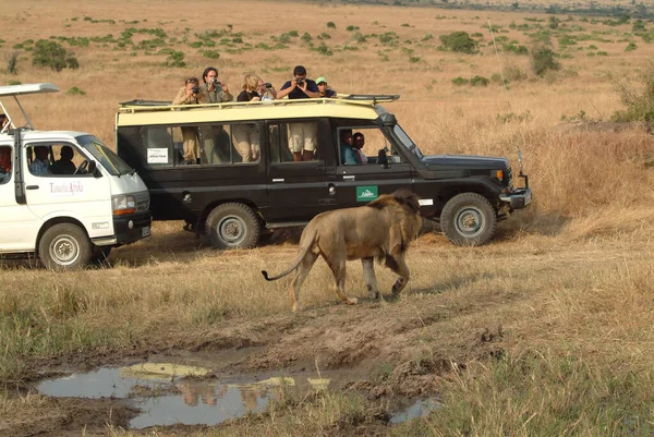 Masai Mara Kenya August 2010 Tourists Safari Minibus Looking Male — 스톡 사진