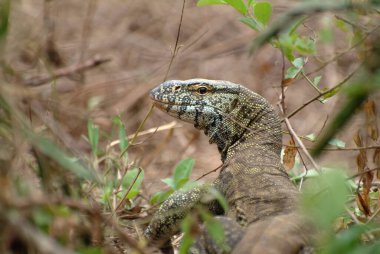 Çalılıklardaki Nil İzleyicisi (Varanus niloticus). Kraliçe Elisabeth Ulusal Parkı. Uganda. Afrika