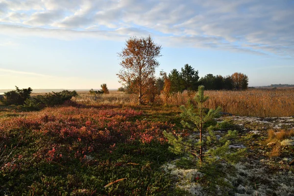 Hermoso Paisaje Orilla Del Mar Blanco Amanecer Golfo Onega Karelia — Foto de Stock