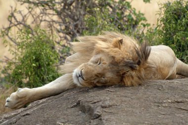 Yalnız aslan kayanın üzerinde uyuyor. Masai Mara Ulusal Parkı, Kenya, Afrika