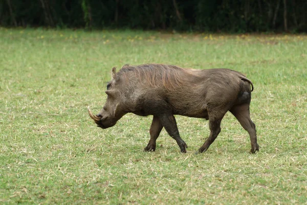 Central African Warthog Phacochoerus Africanus Massaicus Feeding African Grassland Uganda — Stock Photo, Image