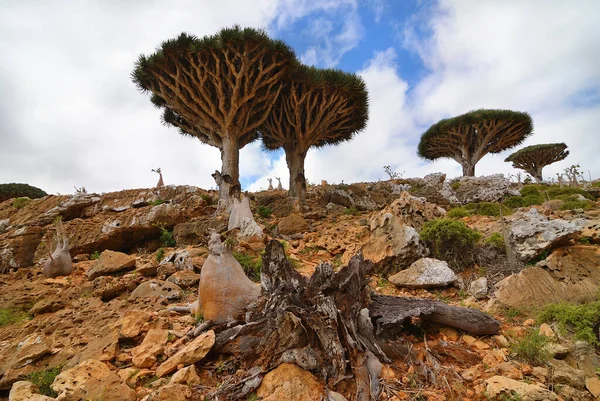 Bellissimo Paesaggio Con Pianta Endemica Drago Sangue Nell Isola Socotra — Foto Stock