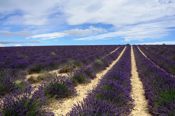 Lavender field — Stock Photo, Image