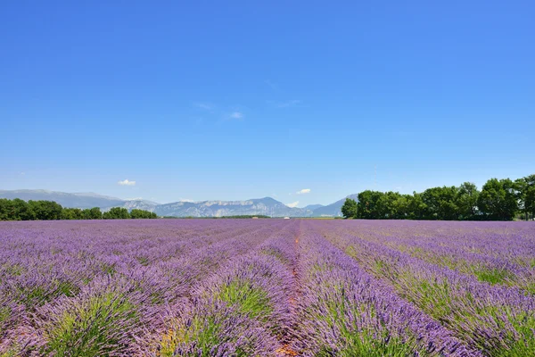 Champ de lavande — Photo