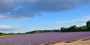 Provence kırsal manzara