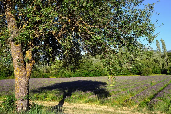 Provence paysage rural — Photo