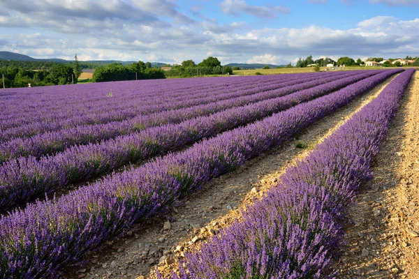Provence kırsal manzara — Stok fotoğraf