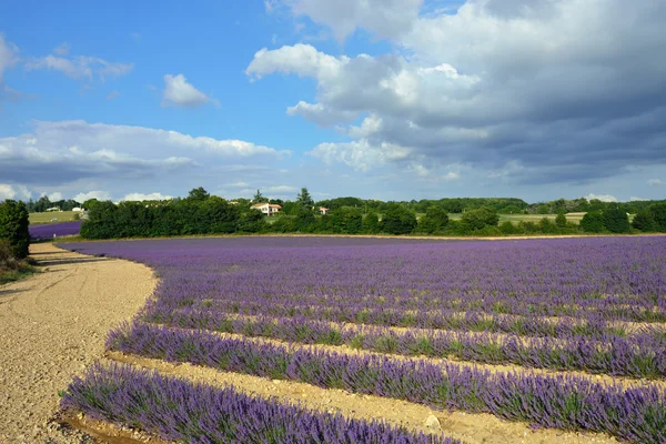 Provence landskapet — Stockfoto