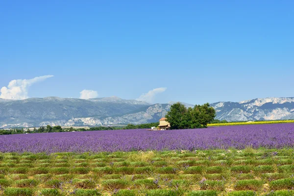 Provence rural landscape — Stock Photo, Image