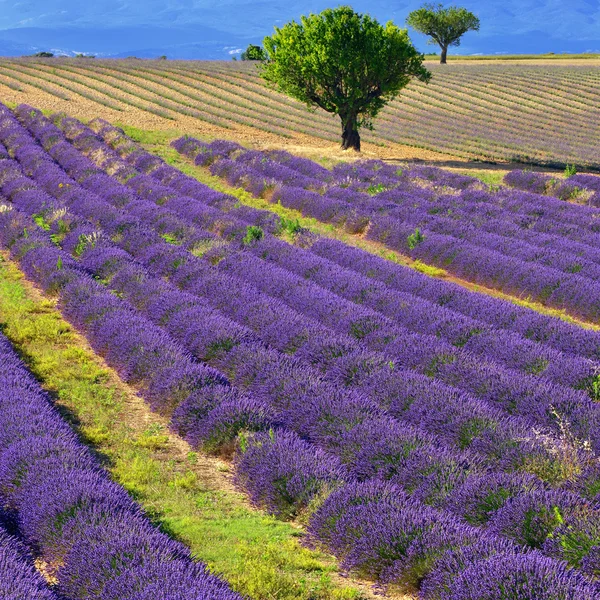 Campo di lavanda — Foto Stock