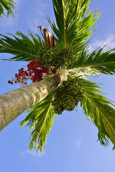 Palm tree — Stock Photo, Image