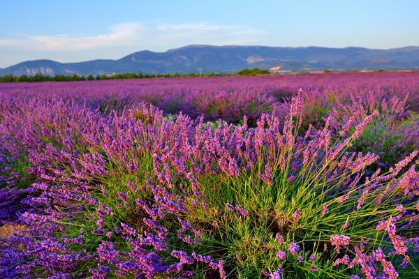 Lavender field — Stock Photo, Image