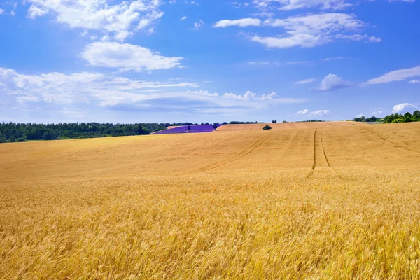 Провансі сільської місцевості — стокове фото