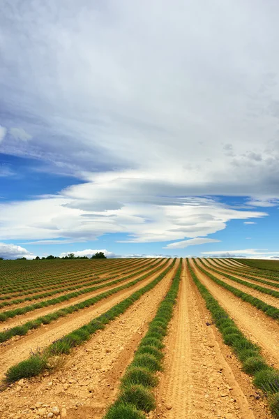 Provence maaseudun maisema — kuvapankkivalokuva