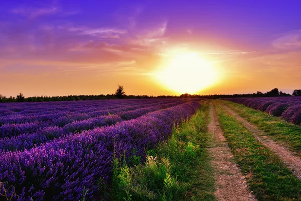 Campo de lavanda — Foto de Stock