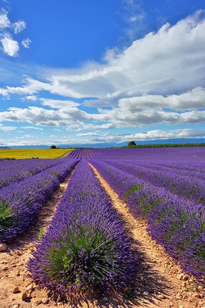 Campo de lavanda — Fotografia de Stock