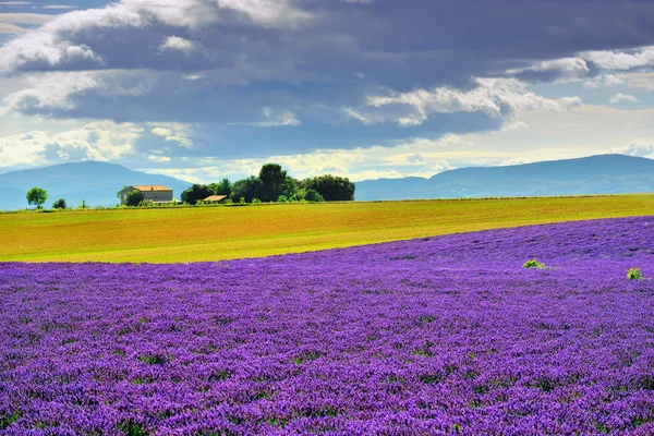 Venkovské krajiny Provence — Stock fotografie