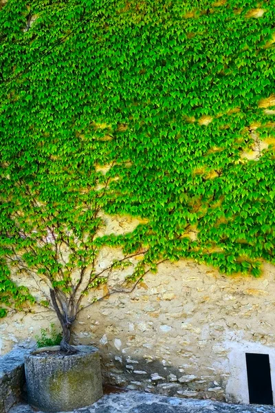 Provence — Stock Photo, Image