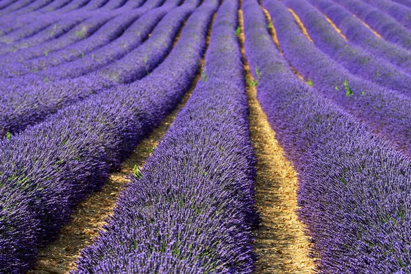 Lavender field — Stock Photo, Image