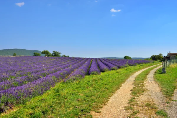 Venkovské krajiny Provence — Stock fotografie