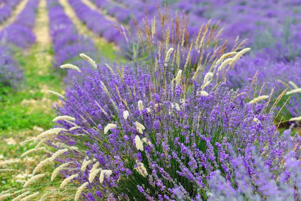 Lavender field — Stock Photo, Image