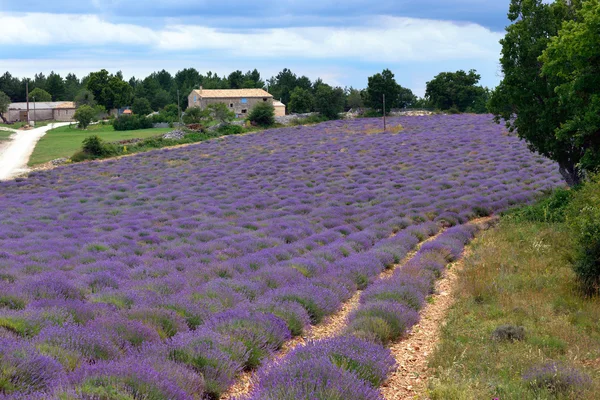 Provenza paesaggio rurale — Foto Stock