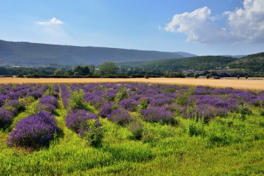 Provence kırsal manzara