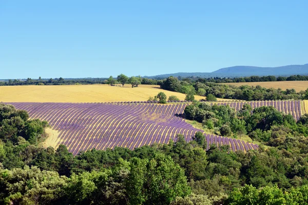 Venkovské krajiny Provence — Stock fotografie