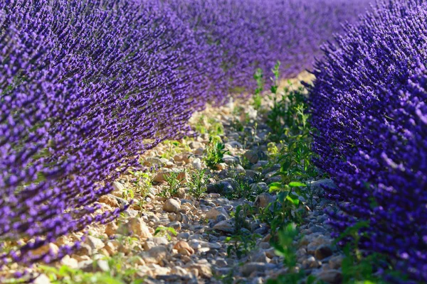 Lavender field — Stock Photo, Image