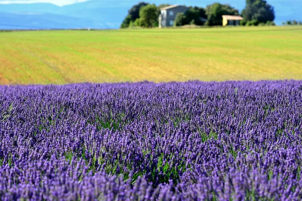 Lavender field — Stock Photo, Image