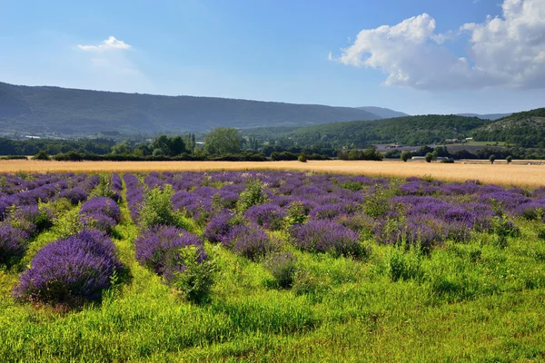 Provenza paesaggio rurale — Foto Stock