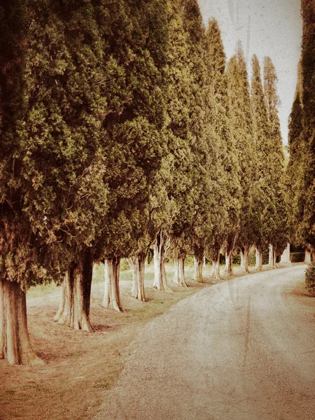 Valle del ciprés — Foto de Stock