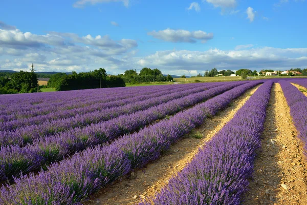 Provence kırsal — Stok fotoğraf