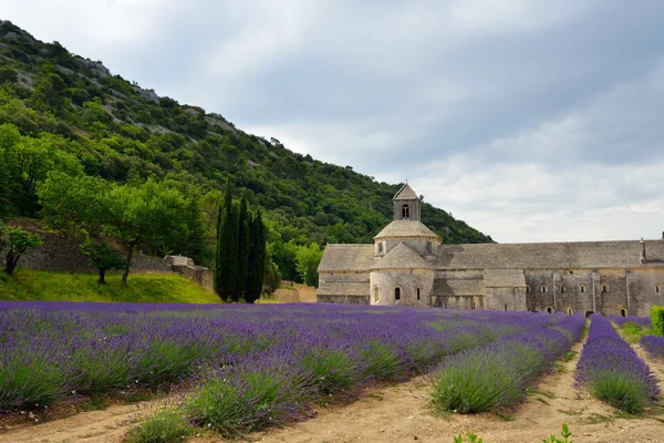 Abbey of Senanque — Stock Photo, Image