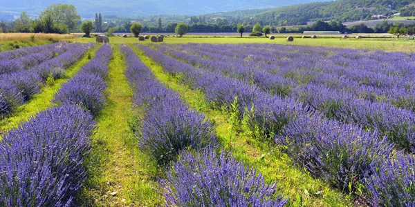 Campo di lavanda — Foto Stock