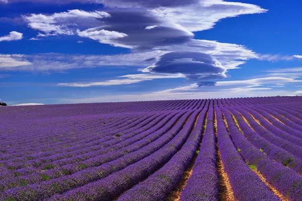 Campo di lavanda — Foto Stock