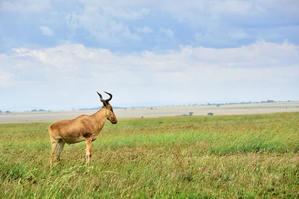 Antiloper — Stockfoto