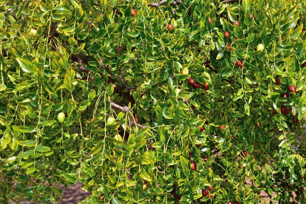 Оливковый фон — стоковое фото
