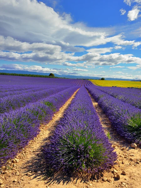 Campo de lavanda — Fotografia de Stock