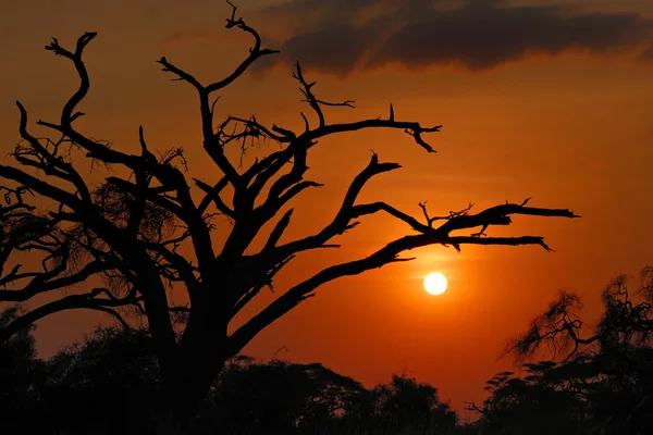 Afrikaanse zonsondergang — Stockfoto