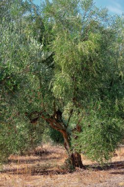 zeytin ağaçları
