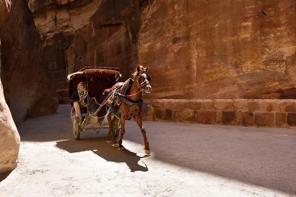 Άλογο μεταφορά στο φαράγγι siq, πέτρα, Ιορδανία — Φωτογραφία Αρχείου