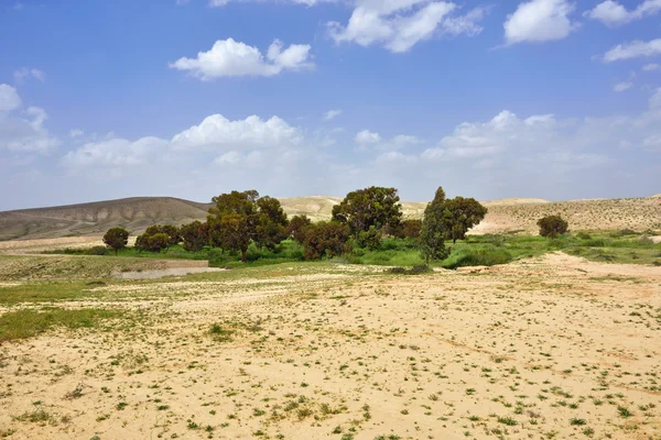 사막에 있는 오아시스 — 스톡 사진
