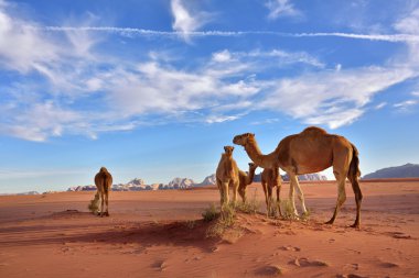 Wadi Rum Çölde deve